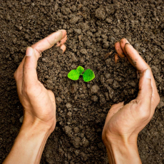 Органические удобрения - Саженцы, семена