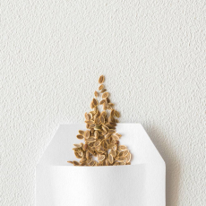 Семена цветов - Саженцы, семена