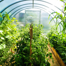 Помидоры - Саженцы, семена