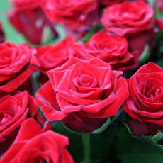 Розы - Саженцы, семена