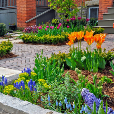 Тюльпаны - Саженцы, семена