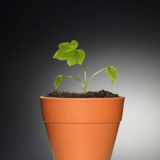 Нарциссы - Саженцы, семена