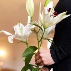 Лилии - Саженцы, семена