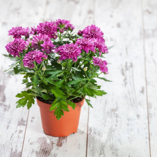 Хризантемы - Саженцы, семена