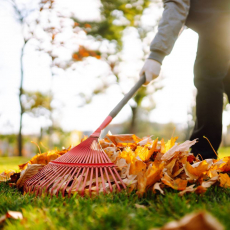 Грабли - Саженцы, семена
