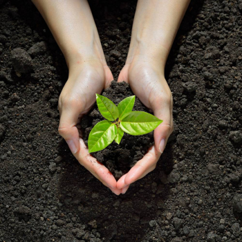 Сливы - Саженцы, семена