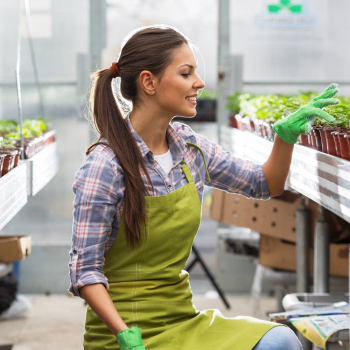 Фартуки - Саженцы, семена