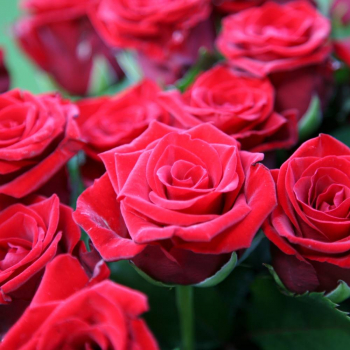 Розы - Саженцы, семена