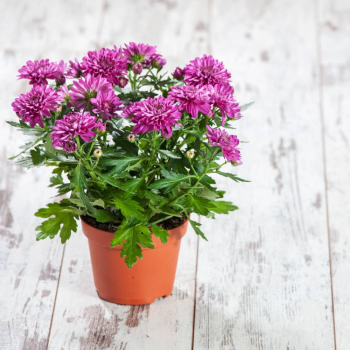 Хризантемы - Саженцы, семена