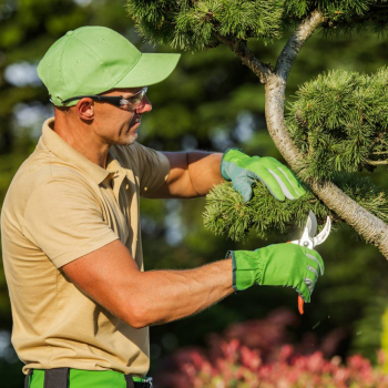 Секаторы - Саженцы, семена