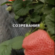 Da ye ning yu - мечтадачника.рф - Екатеринбург