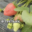 Da ye ning yu - мечтадачника.рф - Екатеринбург