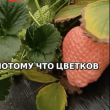 Da ye ning yu - мечтадачника.рф - Екатеринбург