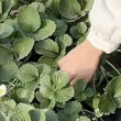 Miao xiang №  7 - мечтадачника.рф - Екатеринбург