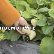 Meng Zhifu - мечтадачника.рф - Екатеринбург