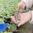 Xiang  ye - мечтадачника.рф - Екатеринбург