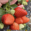 Xiang  ye - мечтадачника.рф - Екатеринбург