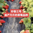 Miao xiang № 3 - мечтадачника.рф - Екатеринбург