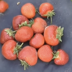 Лия - мечтадачника.рф - Екатеринбург