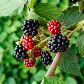 Ежевика - мечтадачника.рф - Екатеринбург