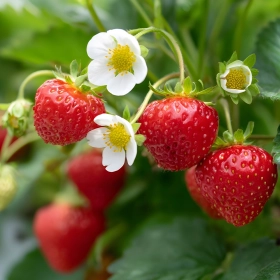 Клубника - мечтадачника.рф - Екатеринбург