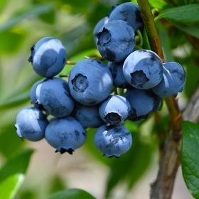 Голубика - мечтадачника.рф - Екатеринбург