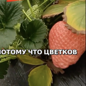 Da ye ning yu - мечтадачника.рф - Екатеринбург