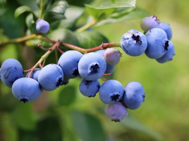 Новые сорта голубики - мечтадачника.рф - Екатеринбург