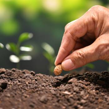 Добро пожаловать на наш сайт - Саженцы, семена